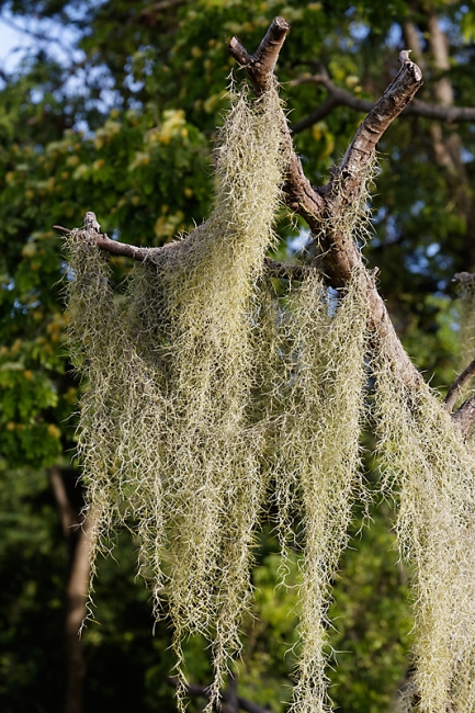 Suan Luang-JUN14-034